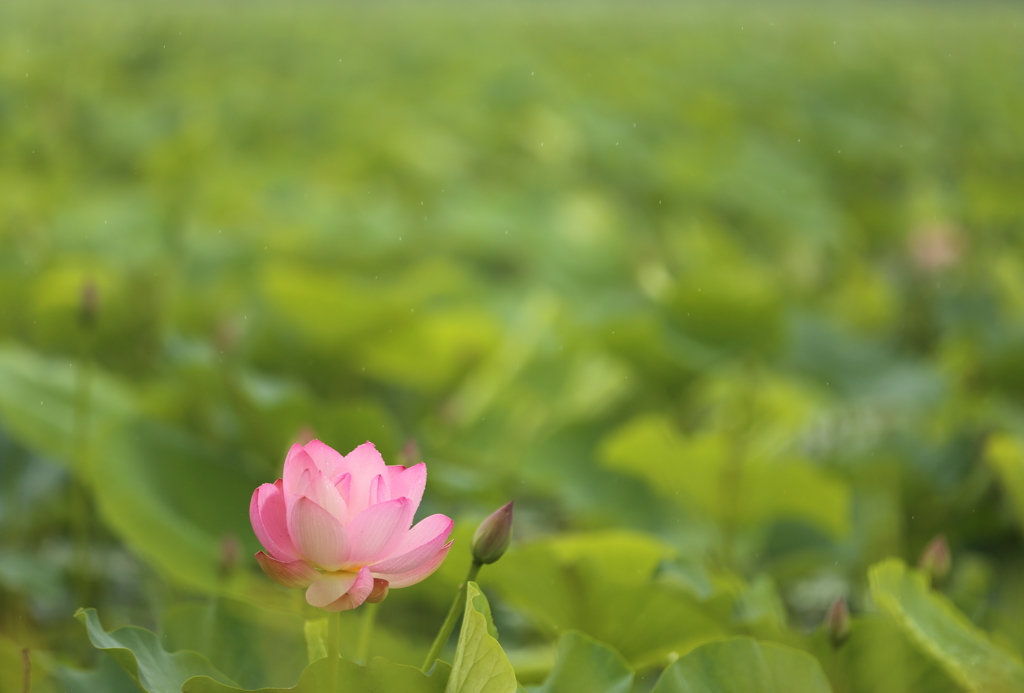 雨の中の蓮