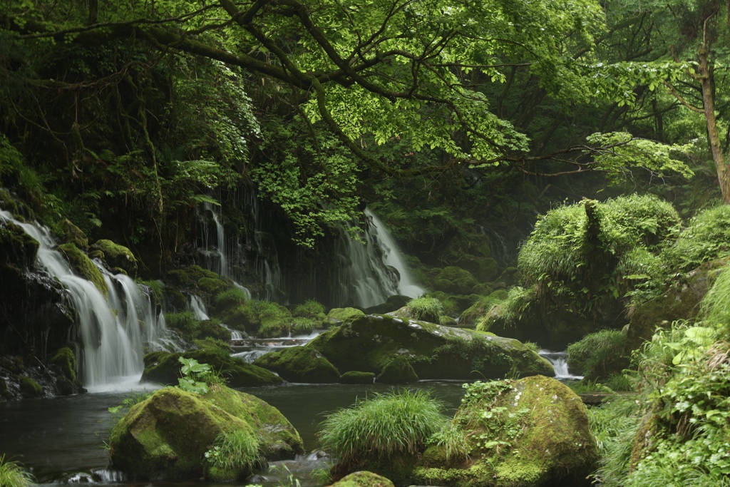 苔むす滝
