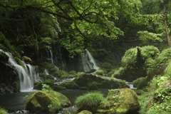 苔むす滝