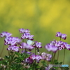 蓮華草