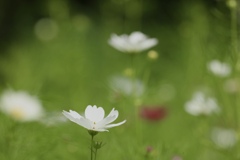 純白の秋桜