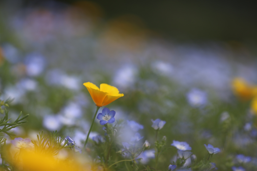 ネモヒィラと花菱草