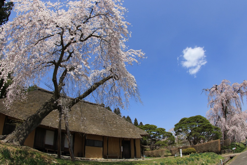 桜と雲