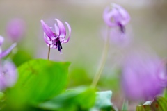 可憐な花