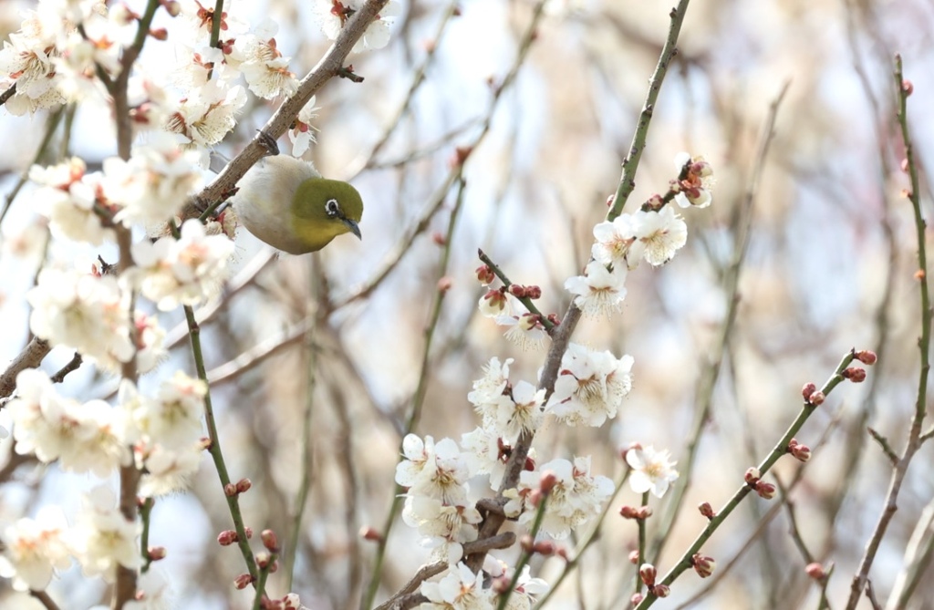 次の狙いは