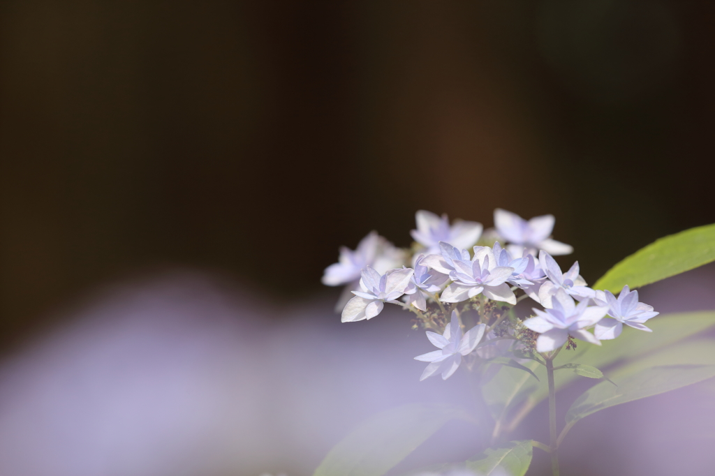 紫陽花