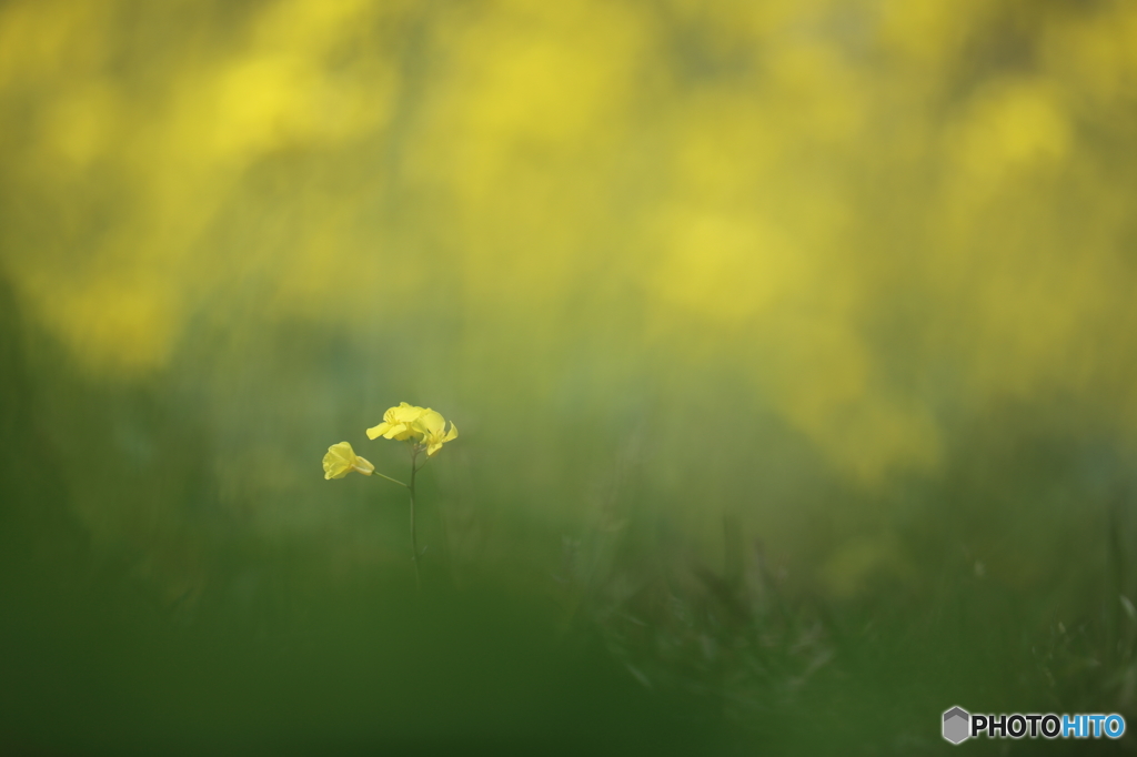 菜の花一輪