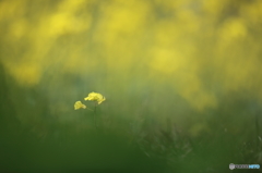 菜の花一輪