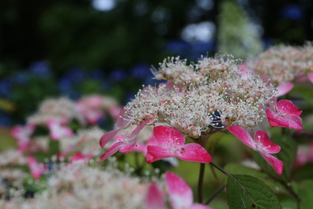 紫陽花8