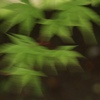風に