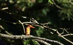 火の鳥