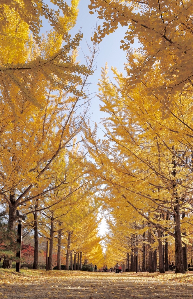 銀杏