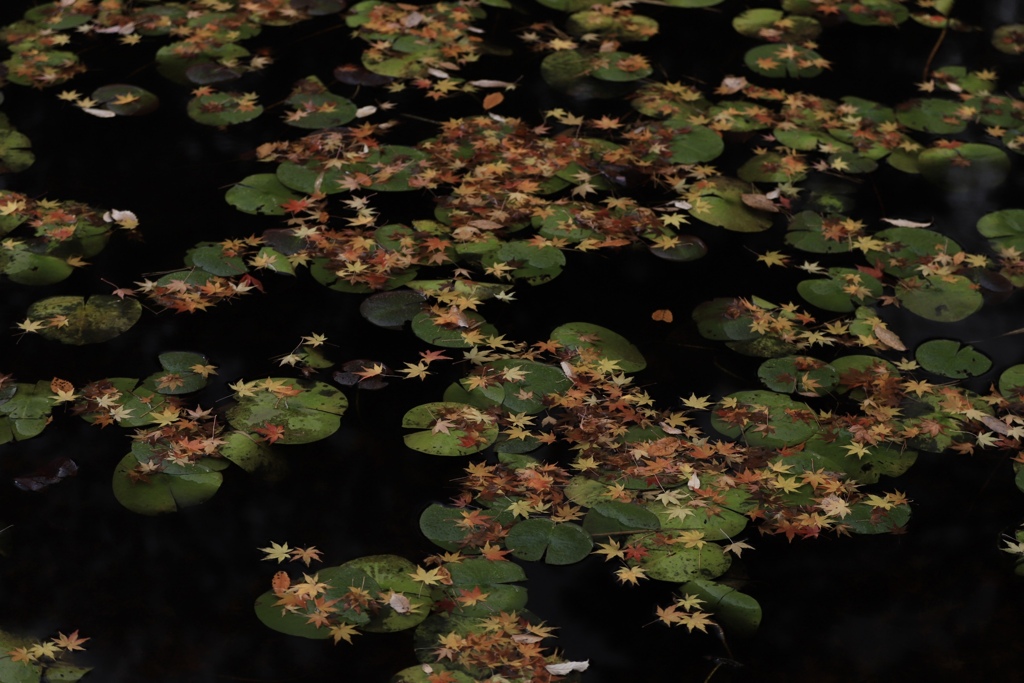 ハス池の落葉
