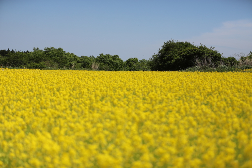 菜の花の丘