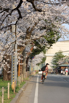 桜並木を