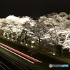夜桜鉄道