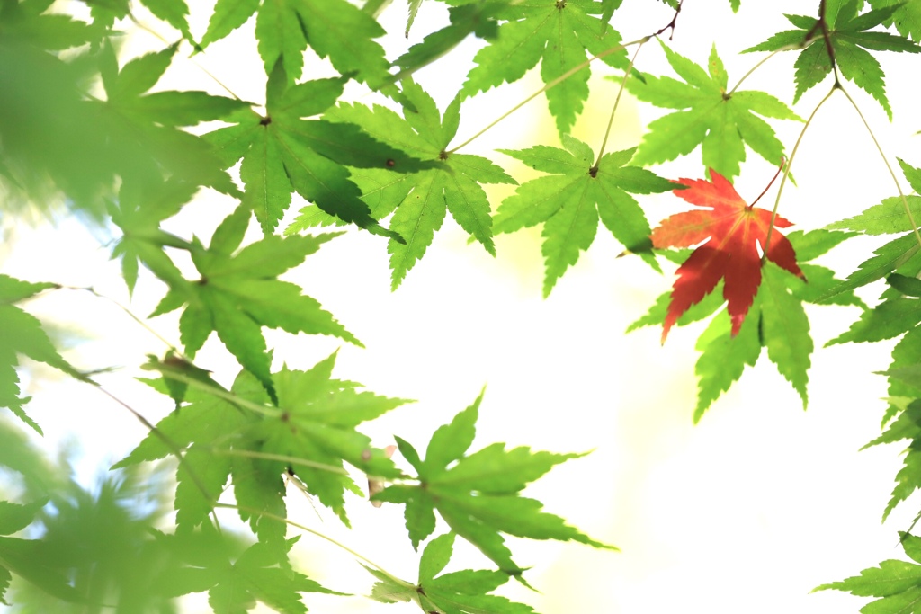 紅葉2