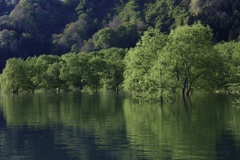 新緑の白川湖