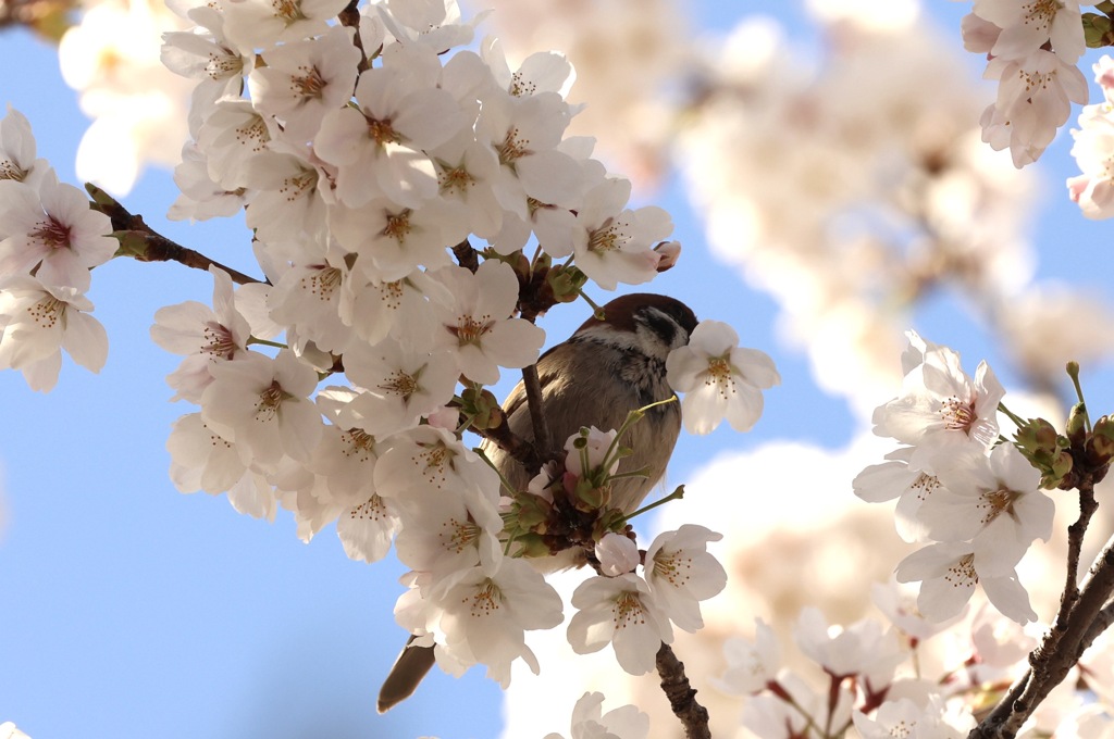 スズメの盗蜜