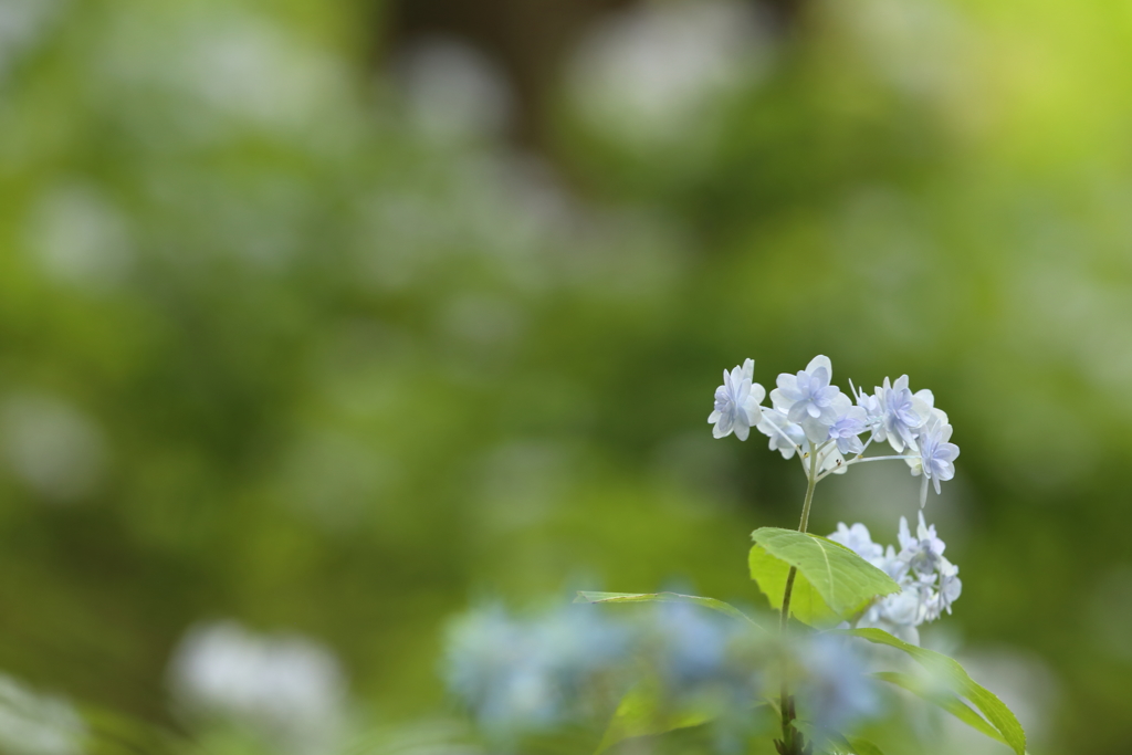 紫陽花3