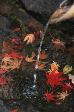 手水舎のモミジ