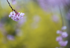 雨の桜