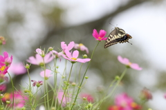 花から花