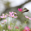 花から花