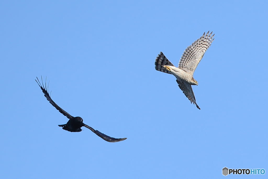 ハイタカVSカラス