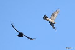 ハイタカVSカラス