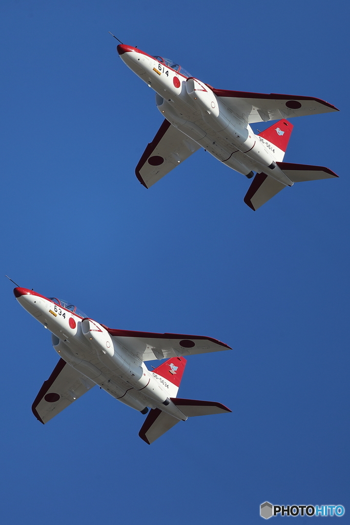 レッドドルフィン