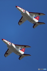 レッドドルフィン