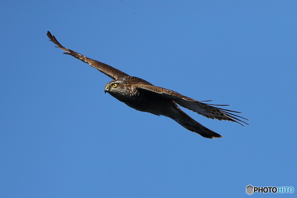 秋の渡りも終わり⁉