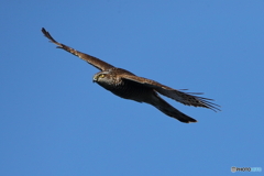 秋の渡りも終わり⁉