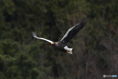 山本山のおばあちゃん