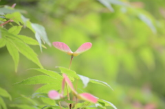 紅葉の種