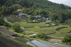 初夏の棚田