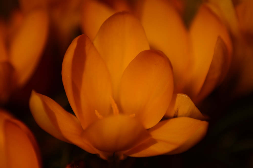 花弁