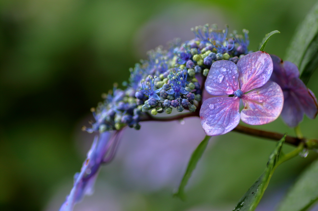 紫陽花