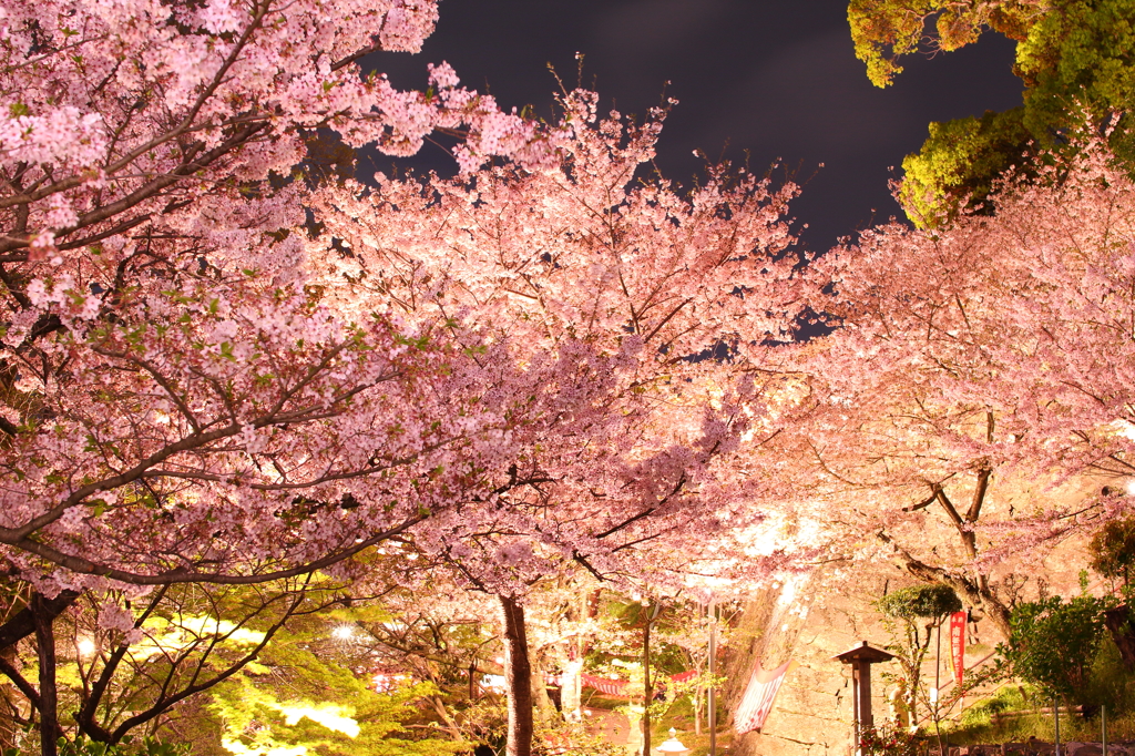 紀三井寺　夜桜