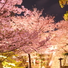 紀三井寺　夜桜