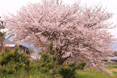 男里川　桜