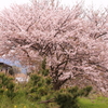 男里川　桜