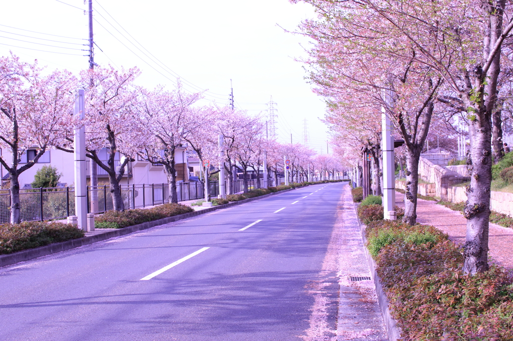 桜街道