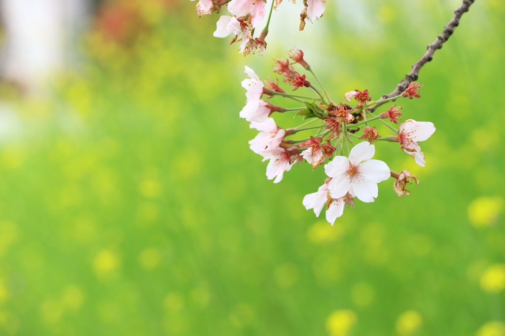 桜と菜の花