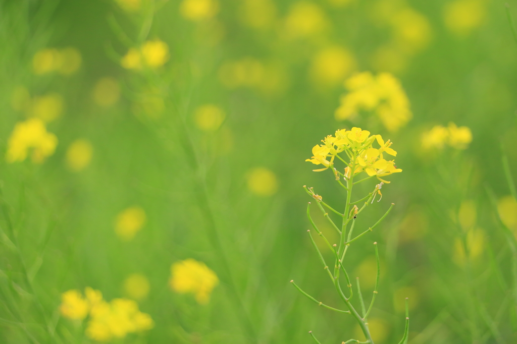 菜の花