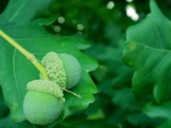 English Oak in July 1