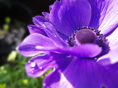 Dew