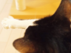 いきだおれてみました。