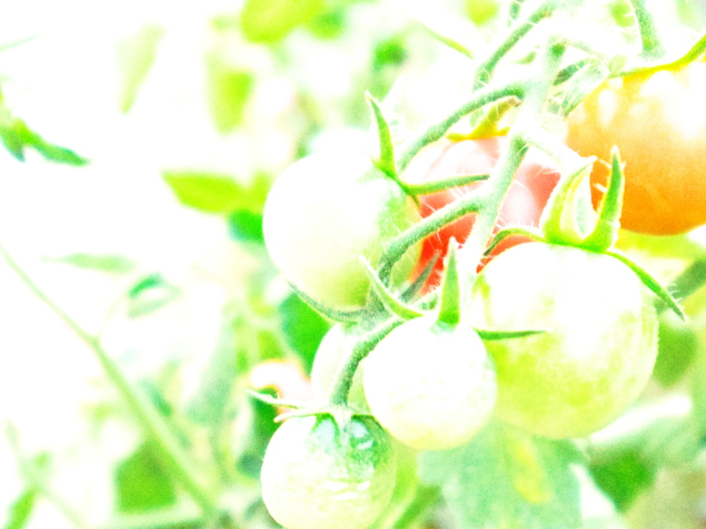 あのなつのおもいで